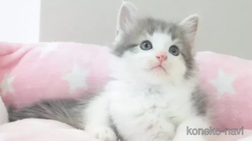 成約済の愛知県のノルウェージャンフォレストキャット-95057の1枚目