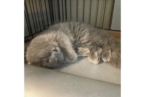 成約済の愛知県のミヌエット-85373の13枚目
