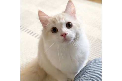 成約済の愛知県のミヌエット-82304の14枚目