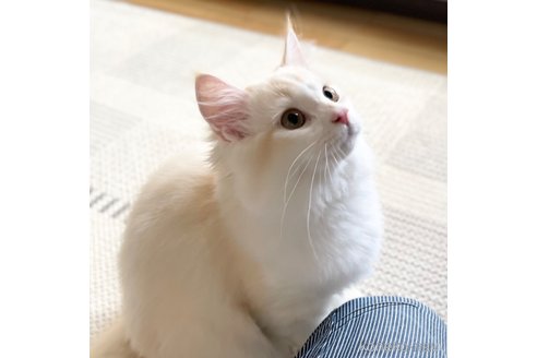 成約済の愛知県のミヌエット-82304の15枚目