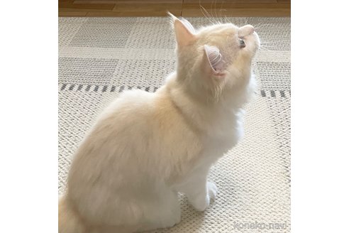 成約済の愛知県のミヌエット-82304の12枚目