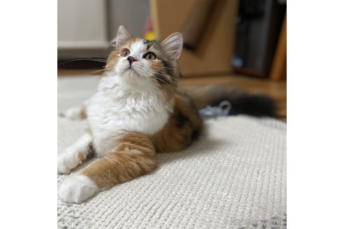 成約済の愛知県のミヌエット-82301の4枚目