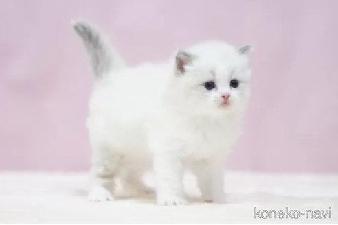 成約済の埼玉県のラグドール-95081の2枚目