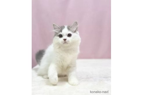 成約済の埼玉県のスコティッシュフォールド-95082の4枚目