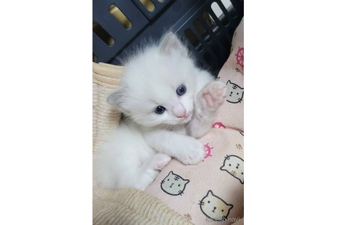成約済の栃木県のラグドール-95087の2枚目