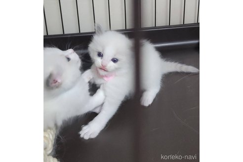 成約済の栃木県のラグドール-95088の3枚目