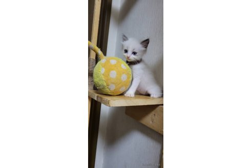 成約済の栃木県のラグドール-95089の2枚目