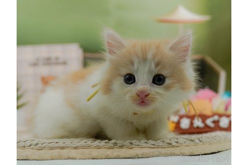 成約済の神奈川県のノルウェージャンフォレストキャット-95095の1枚目