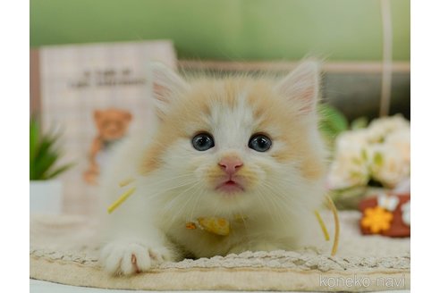 成約済の神奈川県のノルウェージャンフォレストキャット-95095の4枚目