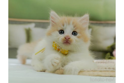 成約済の神奈川県のノルウェージャンフォレストキャット-95095の6枚目