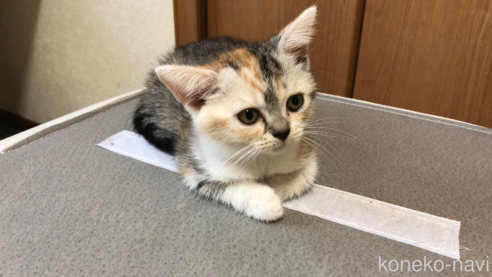 成約済の千葉県のスコティッシュフォールド-92720