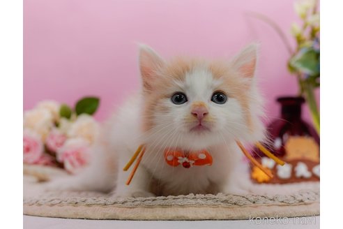 成約済の神奈川県のノルウェージャンフォレストキャット-95096の1枚目