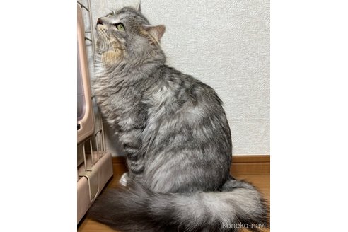 の千葉県の-