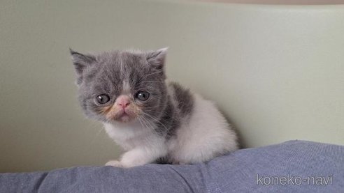 成約済の岐阜県のエキゾチックショートヘア-95114の5枚目