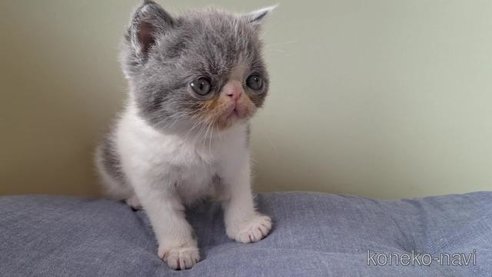 成約済の岐阜県のエキゾチックショートヘア-95114の6枚目