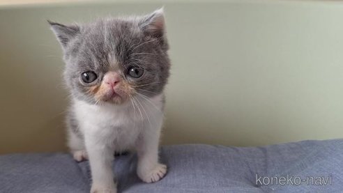 成約済の岐阜県のエキゾチックショートヘア-95114の2枚目