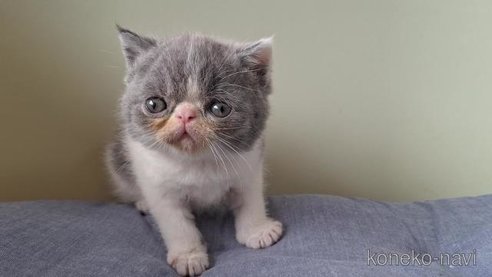 成約済の岐阜県のエキゾチックショートヘア-95114の3枚目