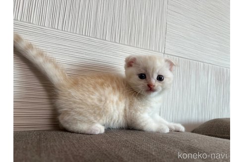 成約済の茨城県のスコティッシュフォールド(折れ耳)-95123の5枚目
