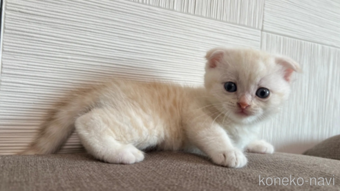 成約済の茨城県のスコティッシュフォールド(折れ耳)-95123の1枚目