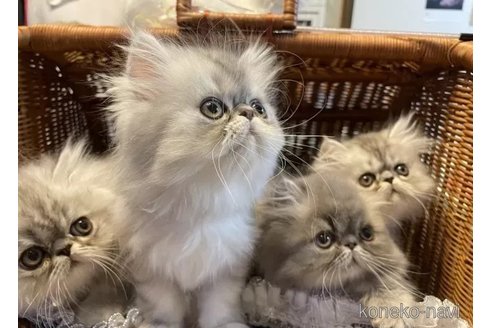 成約済の和歌山県のエキゾチックショートヘア-95132の5枚目