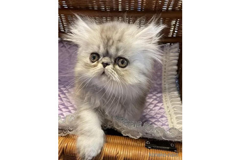 成約済の和歌山県のエキゾチックショートヘア-95132の3枚目