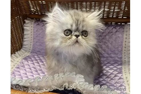 成約済の和歌山県のエキゾチックショートヘア-95132の4枚目