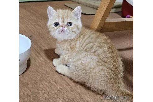 成約済の千葉県のエキゾチックショートヘア-95137の7枚目