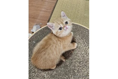 成約済の千葉県のエキゾチックショートヘア-95137の4枚目