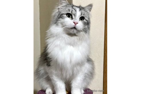 猪之助くん1枚目
