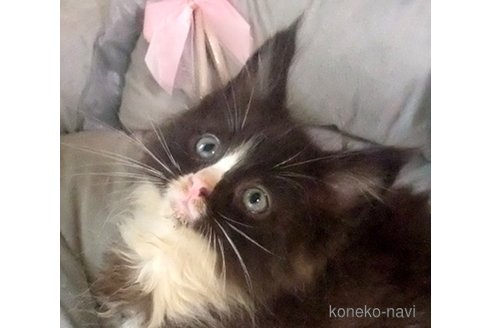 成約済の大阪府のメインクーン-95157の7枚目