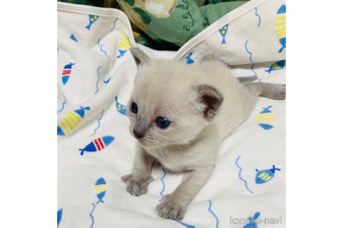 成約済の広島県のトンキニーズ-95162の9枚目