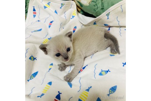 成約済の広島県のトンキニーズ-95162の7枚目