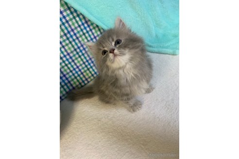 成約済の大阪府のスコティッシュフォールド-93602の3枚目