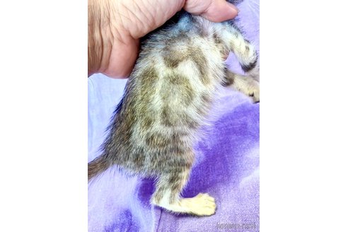 成約済の東京都のベンガル-91541の22枚目