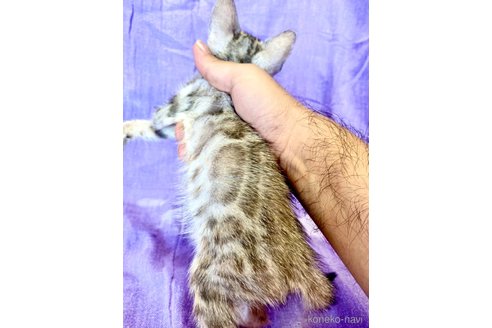 成約済の静岡県のベンガル-93749の30枚目