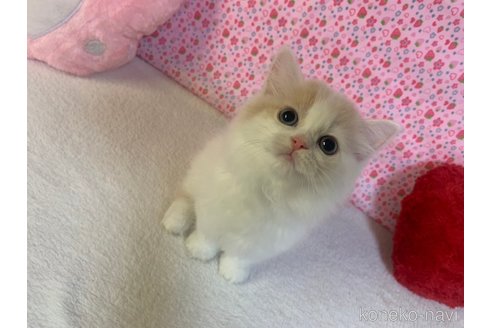 成約済の大阪府のスコティッシュフォールド-93583の5枚目