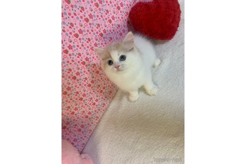 成約済の大阪府のスコティッシュフォールド-93583の3枚目