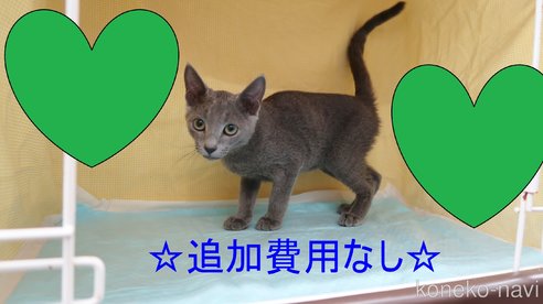 成約済の東京都のロシアンブルー-88106の1枚目