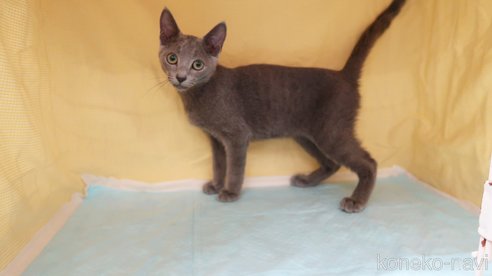 成約済の東京都のロシアンブルー-88106の2枚目