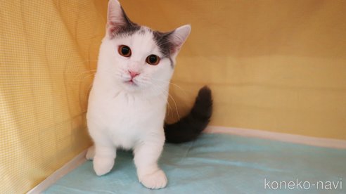 成約済の東京都のミヌエット(短足)-82908の4枚目