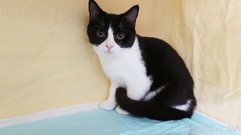 成約済の東京都のマンチカン-84597の4枚目