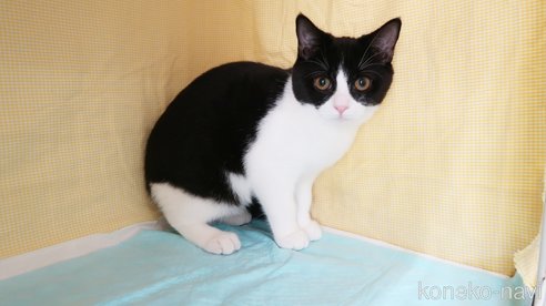 成約済の東京都のマンチカン-84597の3枚目