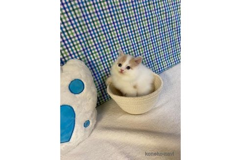 成約済の大阪府のスコティッシュフォールド-95181の4枚目