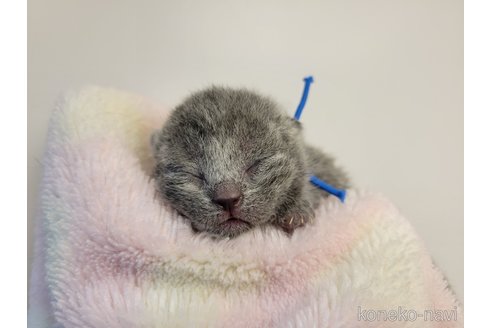 成約済の千葉県のブリティッシュショートヘア-95182の11枚目
