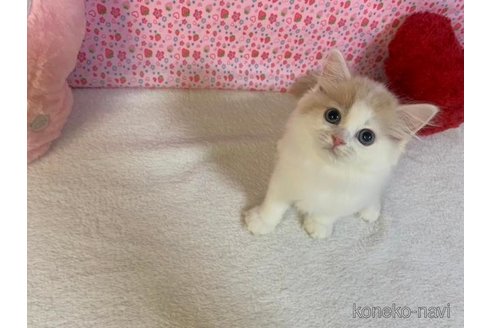 成約済の大阪府のスコティッシュフォールド-95183の2枚目