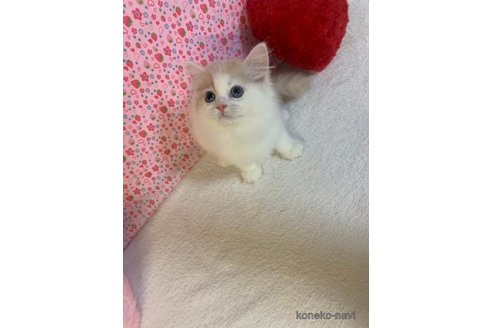 成約済の大阪府のスコティッシュフォールド-95183の4枚目