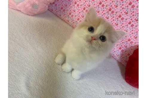 成約済の大阪府のスコティッシュフォールド-95183の5枚目