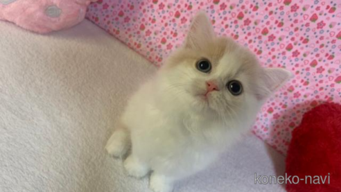 成約済の大阪府のスコティッシュフォールド-95183の1枚目