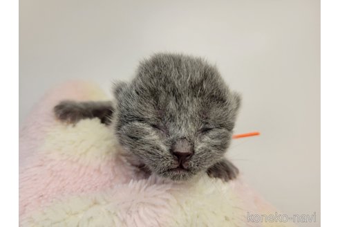 成約済の千葉県のブリティッシュショートヘア-95186の11枚目