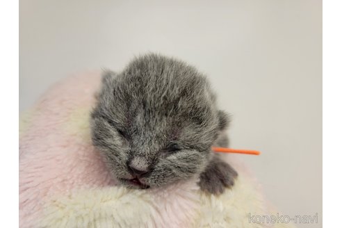 成約済の千葉県のブリティッシュショートヘア-95186の12枚目
